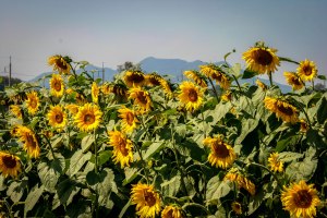 Sunflowers with the Mountains in the background.